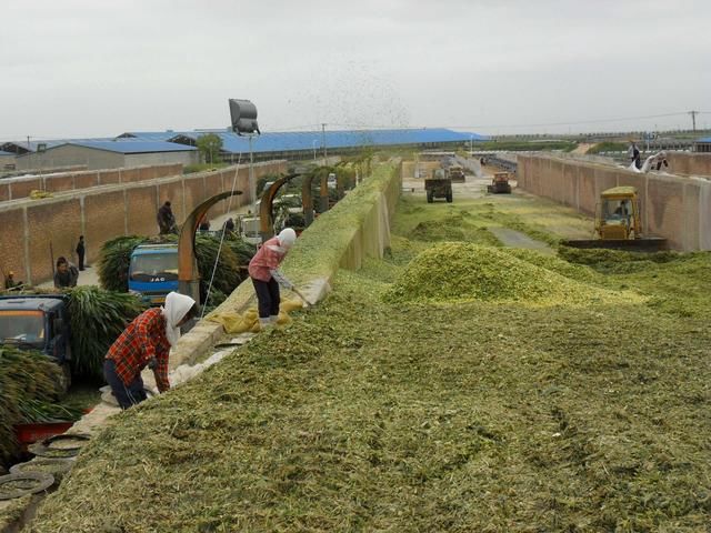 我國(guó)微生物發(fā)酵飼料研究進(jìn)展